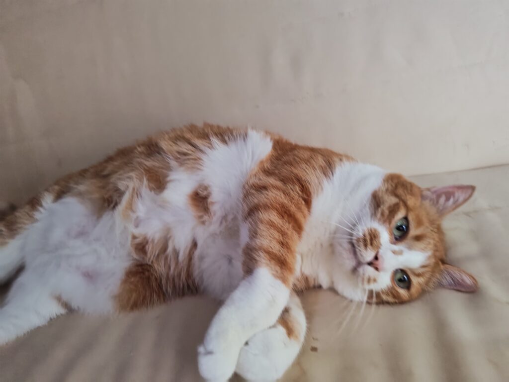一緒に暮らしていた茶トラ猫の写真